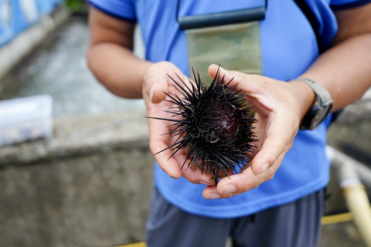 2024東北角漁村旅遊推薦! 南雅社區保家索DIY.鮮物本舖九孔生態導覽.龍門社區導覽牽罟飯體驗.卯澳社區石花凍DIY