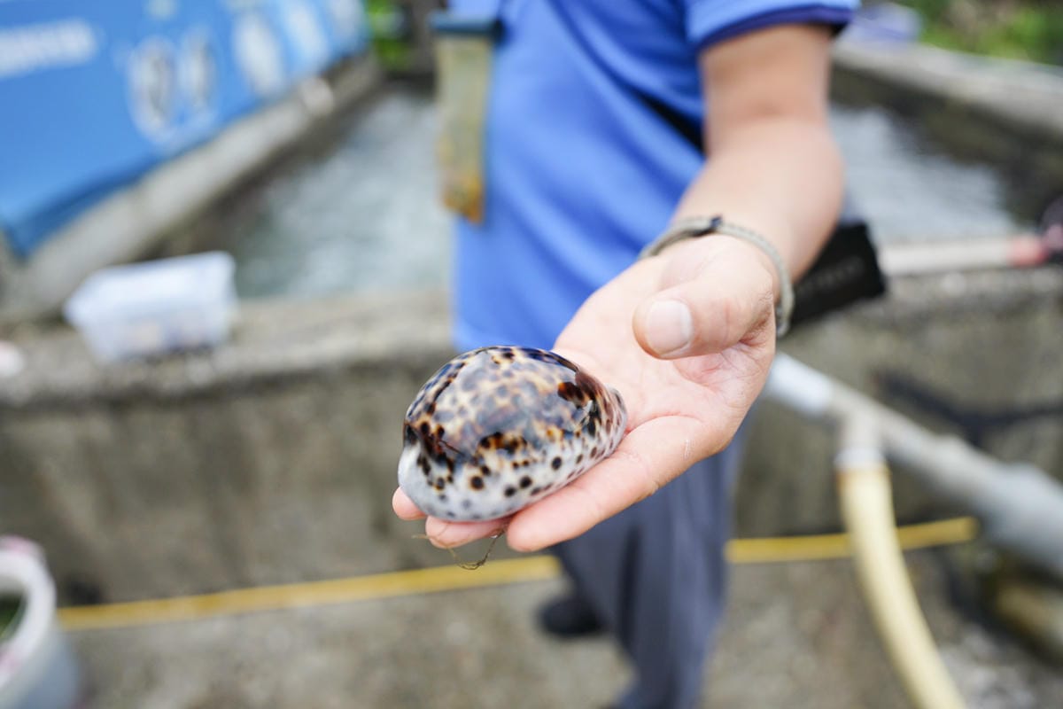 2024東北角漁村旅遊推薦! 南雅社區保家索DIY.鮮物本舖九孔生態導覽.龍門社區導覽牽罟飯體驗.卯澳社區石花凍DIY