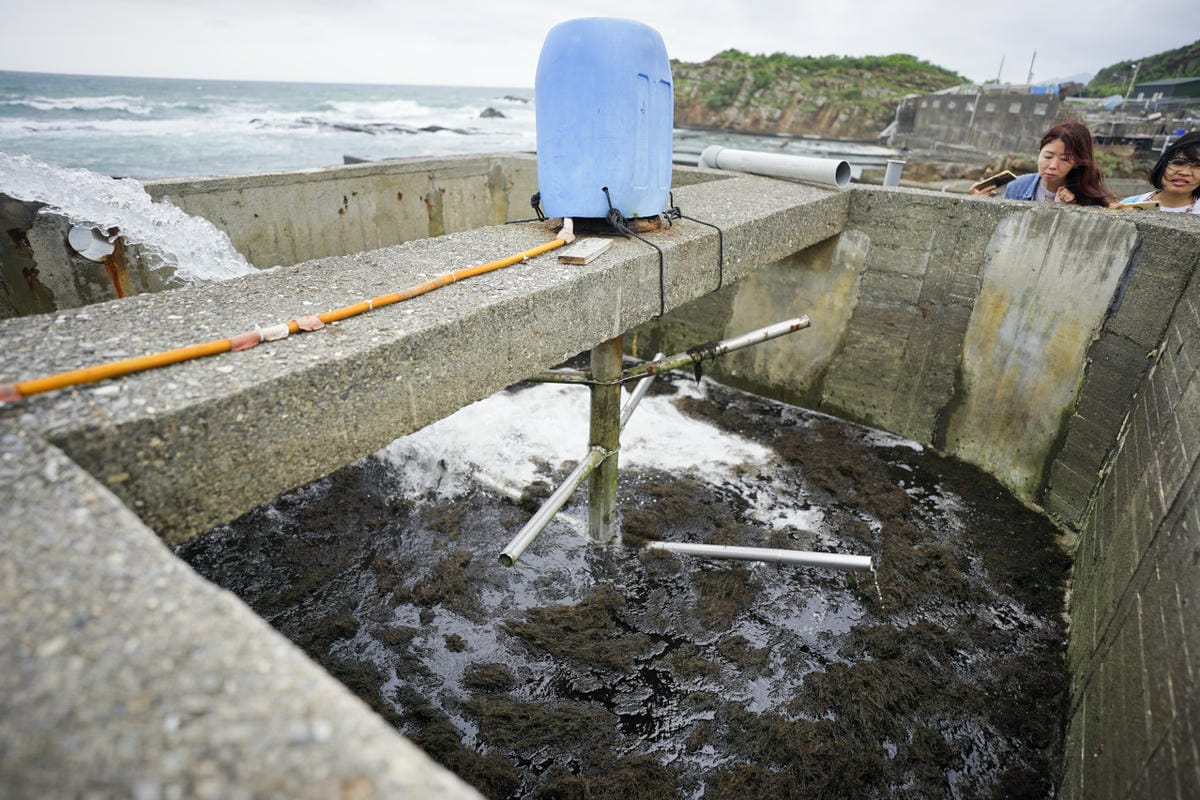 2024東北角漁村旅遊推薦! 南雅社區保家索DIY.鮮物本舖九孔生態導覽.龍門社區導覽牽罟飯體驗.卯澳社區石花凍DIY