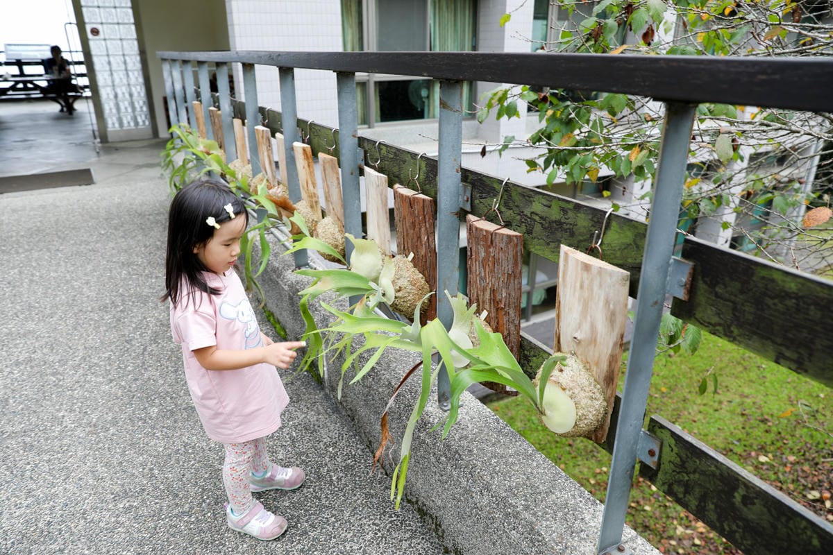 南投鹿谷住宿推薦! 鳳凰‧森之鳴 鳳凰自然教育園區 森林小木屋一泊二食 夜間生態探索 - 第4張圖 南投鹿谷住宿推薦! 鳳凰‧森之鳴 鳳凰自然教育園區 森林小木屋一泊二食 夜間生態探索