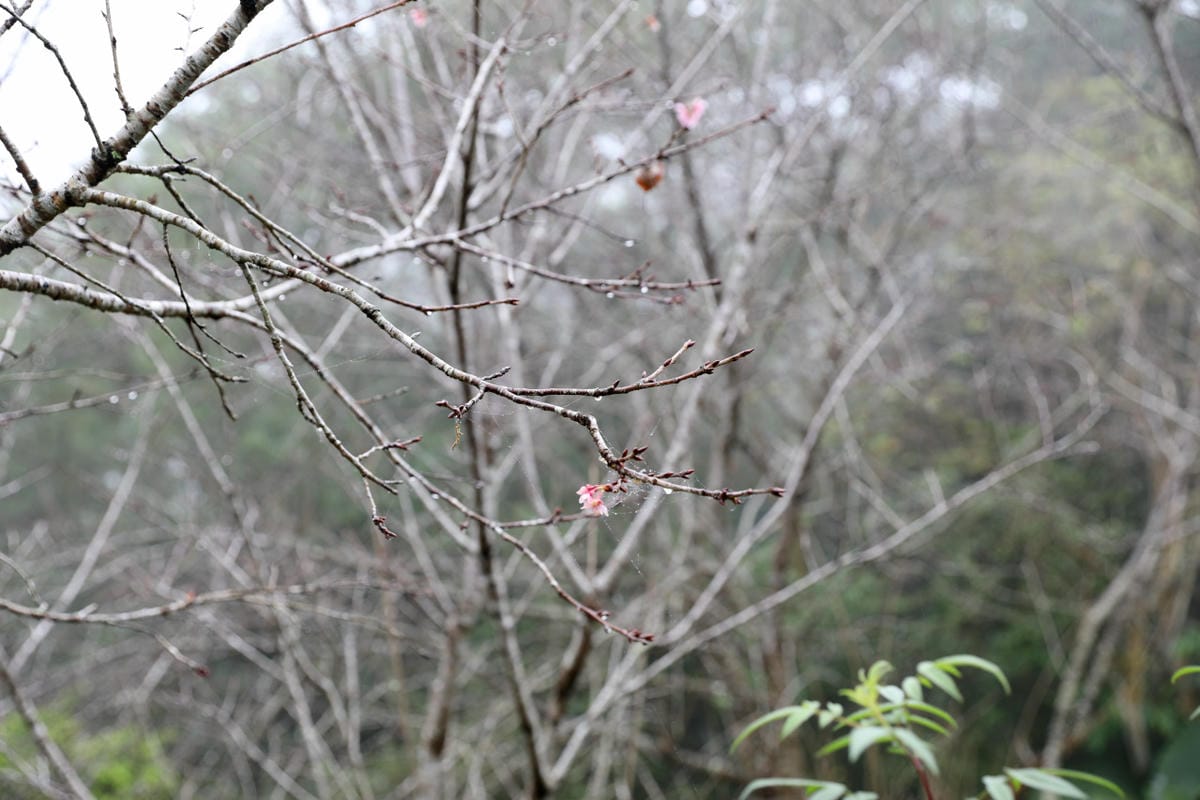 南投鹿谷住宿推薦! 鳳凰‧森之鳴 鳳凰自然教育園區 森林小木屋一泊二食 夜間生態探索 - 第9張圖 南投鹿谷住宿推薦! 鳳凰‧森之鳴 鳳凰自然教育園區 森林小木屋一泊二食 夜間生態探索