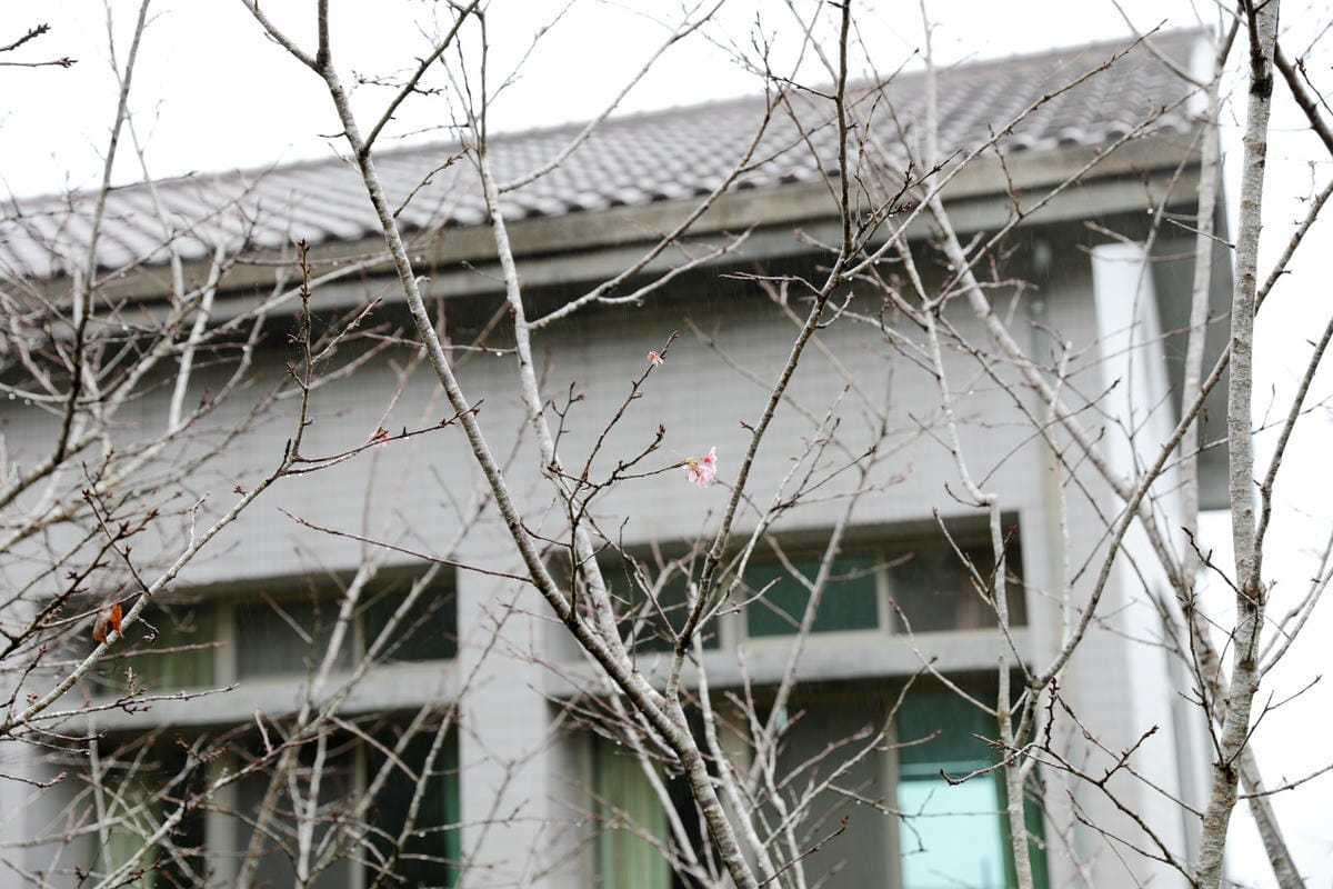 南投鹿谷住宿推薦! 鳳凰‧森之鳴 鳳凰自然教育園區 森林小木屋一泊二食 夜間生態探索 - 第10張圖 南投鹿谷住宿推薦! 鳳凰‧森之鳴 鳳凰自然教育園區 森林小木屋一泊二食 夜間生態探索