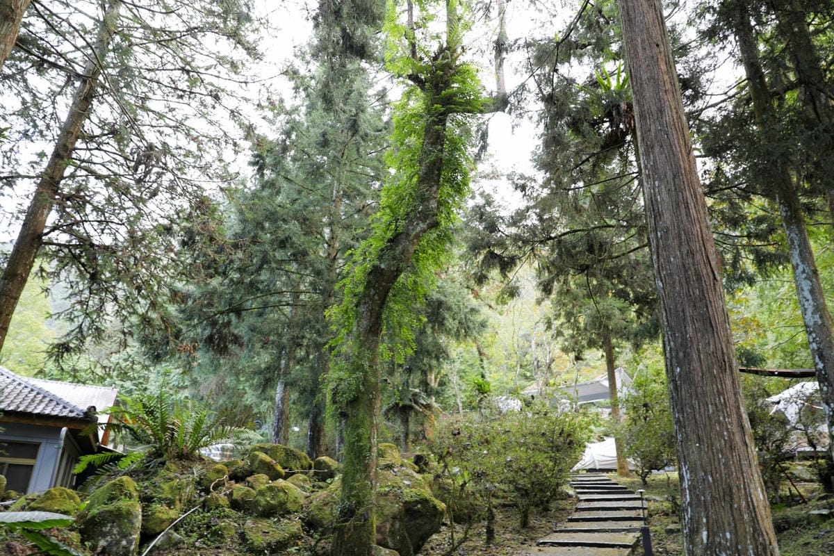 南投森林系露營區推薦! 蟬說:溪頭生態露營區 自搭帳棚.車泊.露營車 - 第27張圖 南投森林系露營區推薦! 蟬說:溪頭生態露營區 自搭帳棚.車泊.露營車