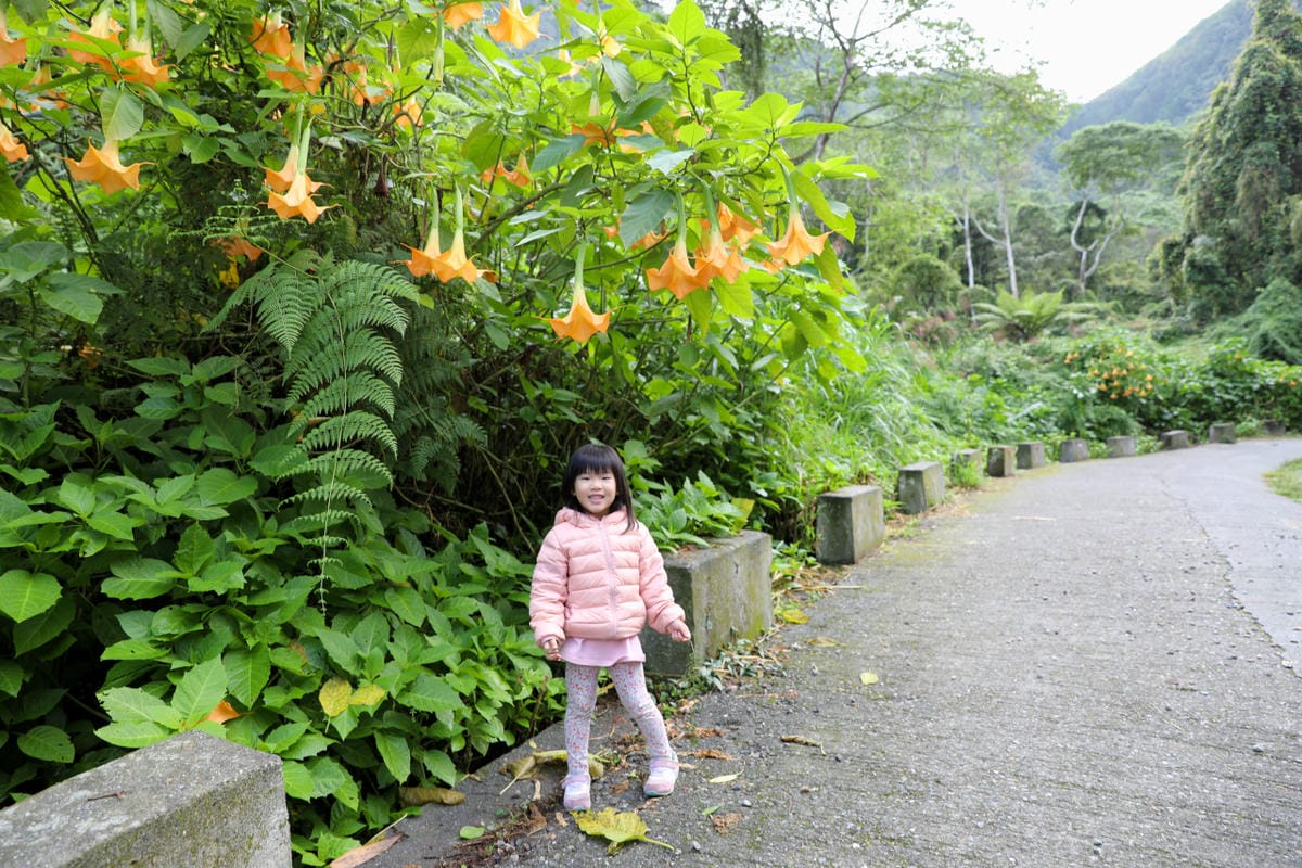 南投森林系露營區推薦! 蟬說:溪頭生態露營區 自搭帳棚.車泊.露營車 - 第38張圖 南投森林系露營區推薦! 蟬說:溪頭生態露營區 自搭帳棚.車泊.露營車