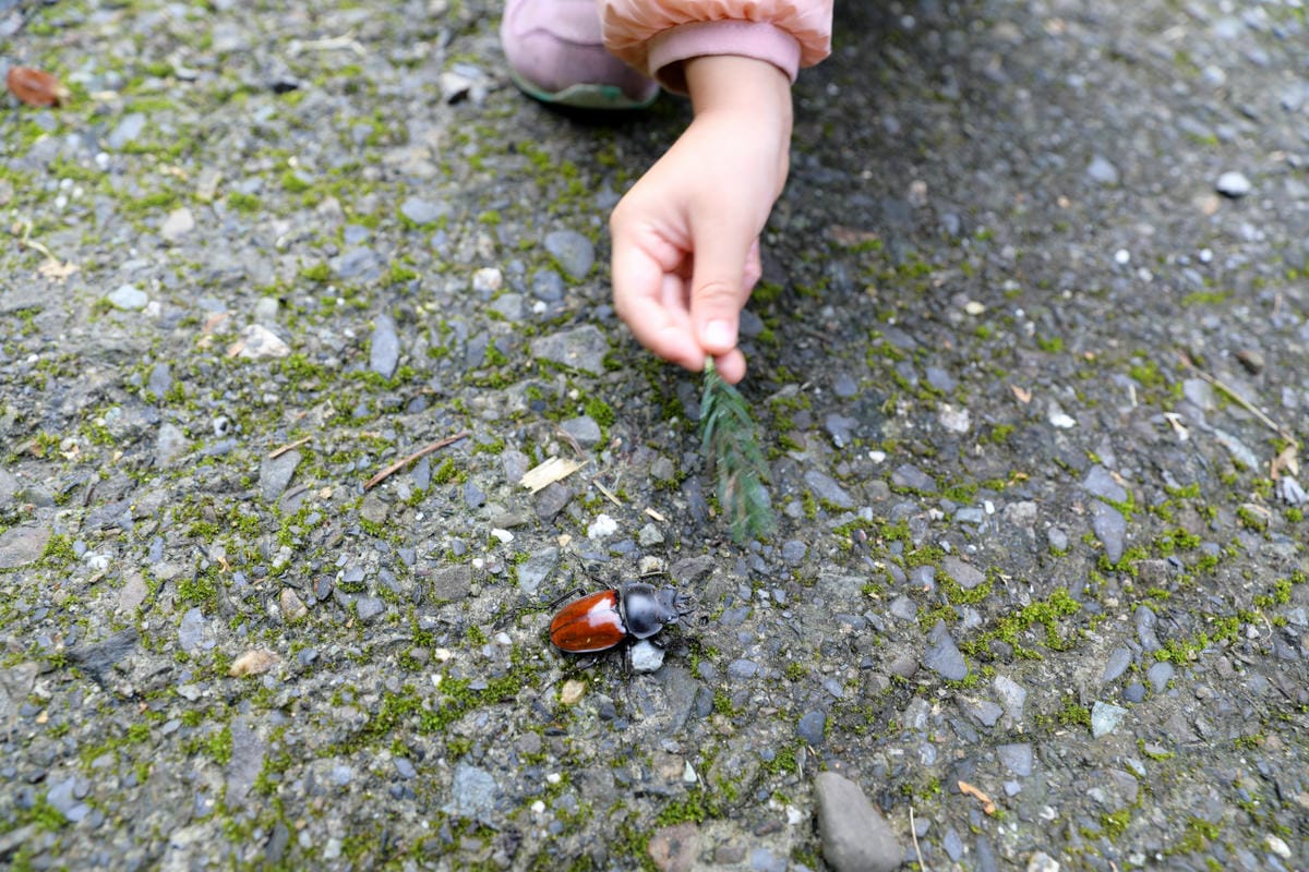 南投森林系露營區推薦! 蟬說:溪頭生態露營區 自搭帳棚.車泊.露營車 - 第43張圖 南投森林系露營區推薦! 蟬說:溪頭生態露營區 自搭帳棚.車泊.露營車
