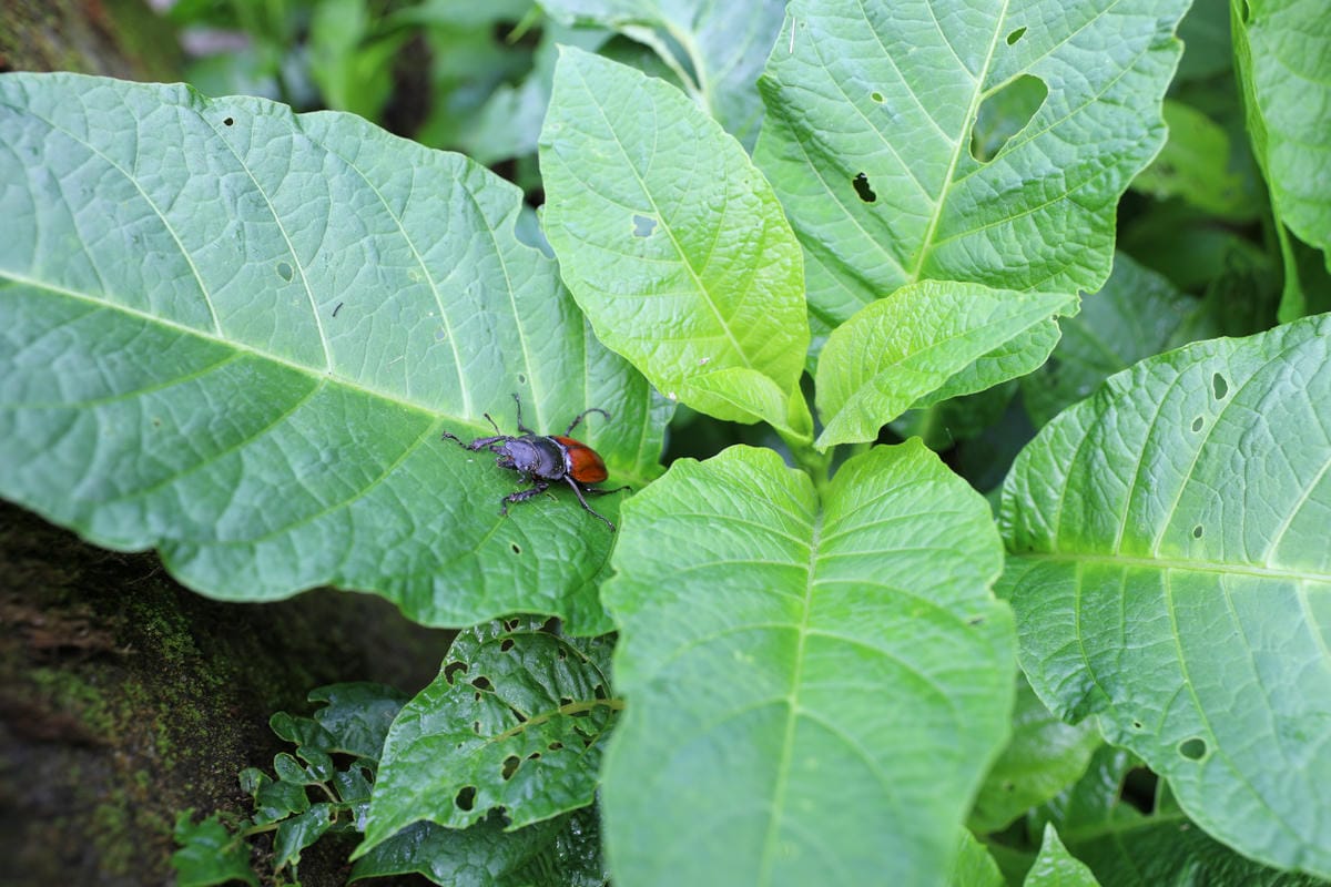 南投森林系露營區推薦! 蟬說:溪頭生態露營區 自搭帳棚.車泊.露營車 - 第44張圖 南投森林系露營區推薦! 蟬說:溪頭生態露營區 自搭帳棚.車泊.露營車