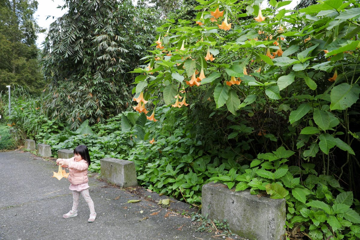 南投森林系露營區推薦! 蟬說:溪頭生態露營區 自搭帳棚.車泊.露營車 - 第39張圖 南投森林系露營區推薦! 蟬說:溪頭生態露營區 自搭帳棚.車泊.露營車