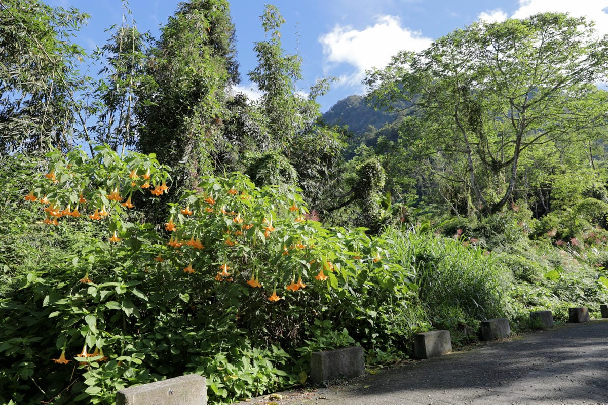 南投森林系露營區推薦! 蟬說:溪頭生態露營區 自搭帳棚.車泊.露營車 - 第46張圖 南投森林系露營區推薦! 蟬說:溪頭生態露營區 自搭帳棚.車泊.露營車