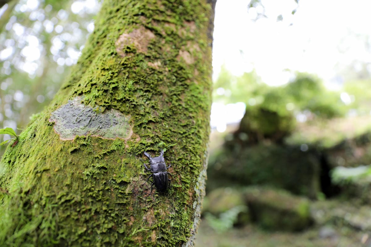 南投森林系露營區推薦! 蟬說:溪頭生態露營區 自搭帳棚.車泊.露營車 - 第48張圖 南投森林系露營區推薦! 蟬說:溪頭生態露營區 自搭帳棚.車泊.露營車