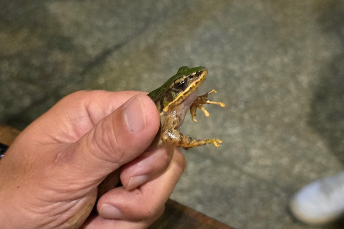 南投鹿谷住宿推薦! 鳳凰‧森之鳴 鳳凰自然教育園區 森林小木屋一泊二食 夜間生態探索 - 第34張圖 南投鹿谷住宿推薦! 鳳凰‧森之鳴 鳳凰自然教育園區 森林小木屋一泊二食 夜間生態探索