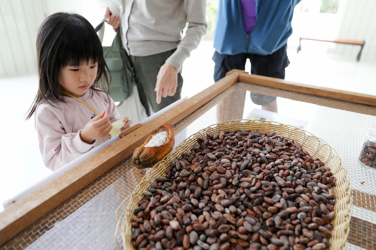 屏東巧克力觀光工廠 巧茵山可可莊園 COCOSUN 巧克力DIY.巧克力火鍋 免門票親子景點推薦!
