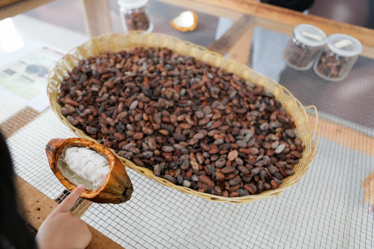 屏東巧克力觀光工廠 巧茵山可可莊園 COCOSUN 巧克力DIY.巧克力火鍋 免門票親子景點推薦!