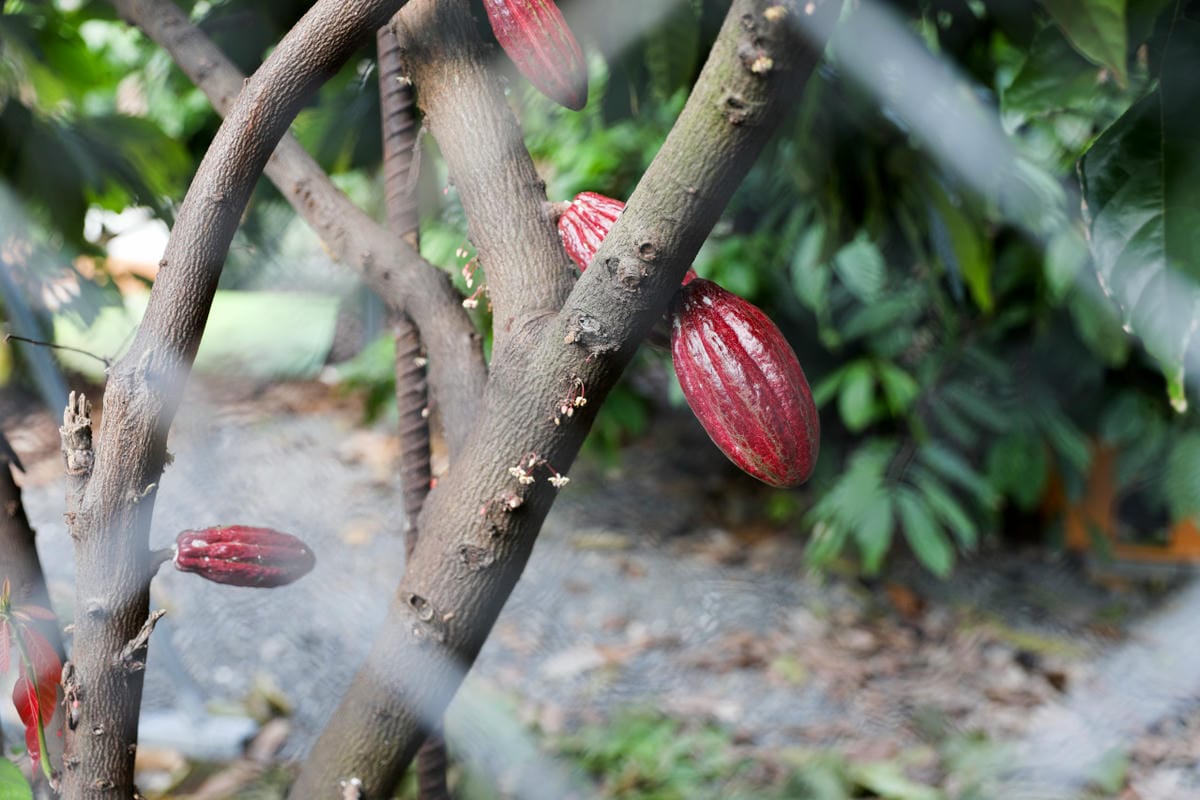 屏東巧克力觀光工廠 巧茵山可可莊園 COCOSUN 巧克力DIY.巧克力火鍋 免門票親子景點推薦!