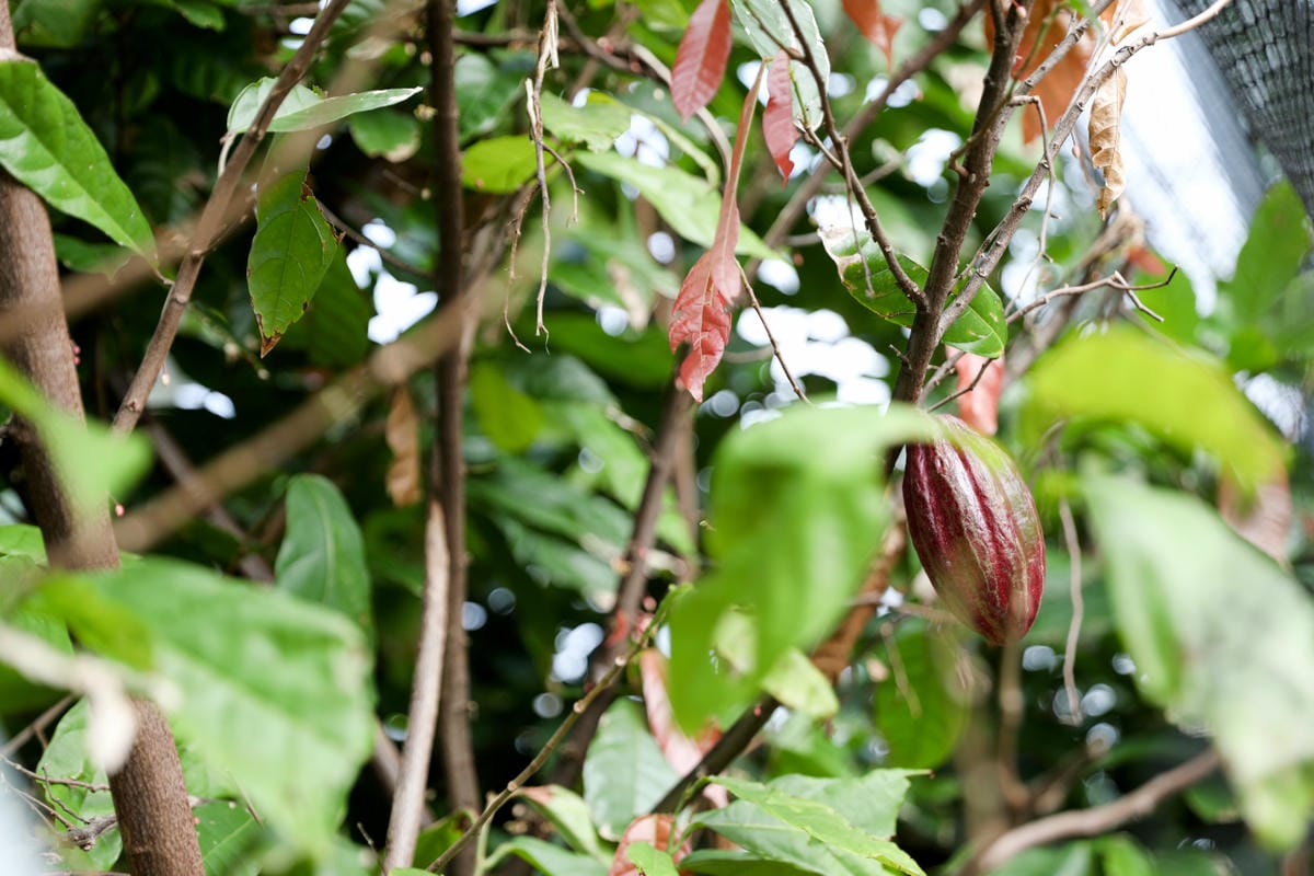 屏東巧克力觀光工廠 巧茵山可可莊園 COCOSUN 巧克力DIY.巧克力火鍋 免門票親子景點推薦!