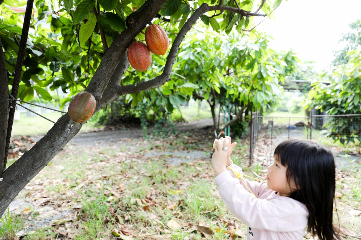 屏東巧克力觀光工廠 巧茵山可可莊園 COCOSUN 巧克力DIY.巧克力火鍋 免門票親子景點推薦!