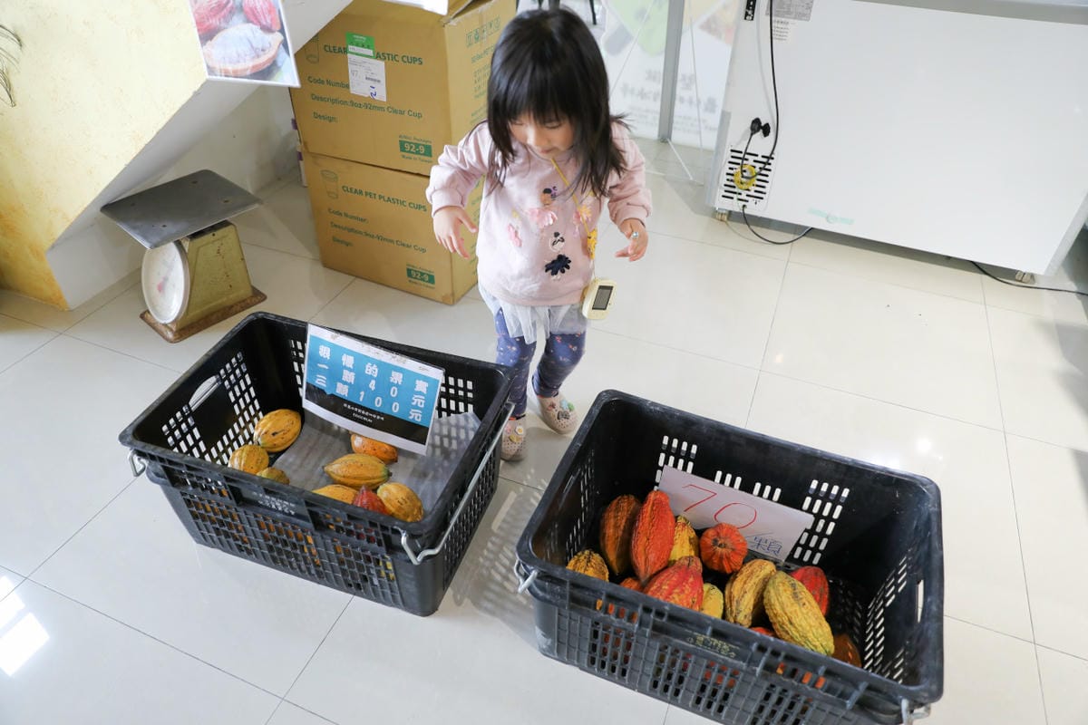 屏東巧克力觀光工廠 巧茵山可可莊園 COCOSUN 巧克力DIY.巧克力火鍋 免門票親子景點推薦!