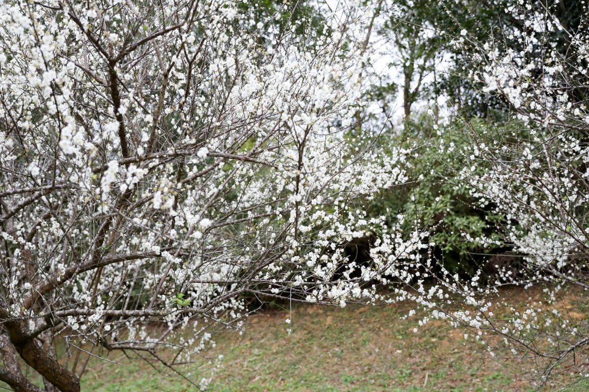 2025桃園走春一日遊推薦! 壽山巖觀音寺 新年祈福拜拜領福袋.點燈安太歲.補春運保平安.賞櫻花,再到長庚養生文化村賞梅花野餐 - 第35張圖 2025桃園走春一日遊推薦! 壽山巖觀音寺 新年祈福拜拜領福袋.點燈安太歲.補春運保平安.賞櫻花,再到長庚養生文化村賞梅花野餐