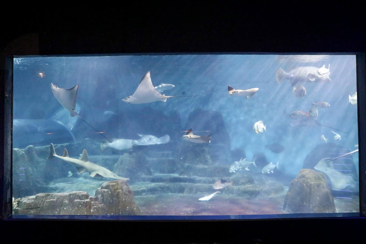 花蓮遠雄海洋公園親親海洋夜未眠 近距離與海豚海獅親近,夜探水族館,與魚共眠超好玩親子行程推薦!