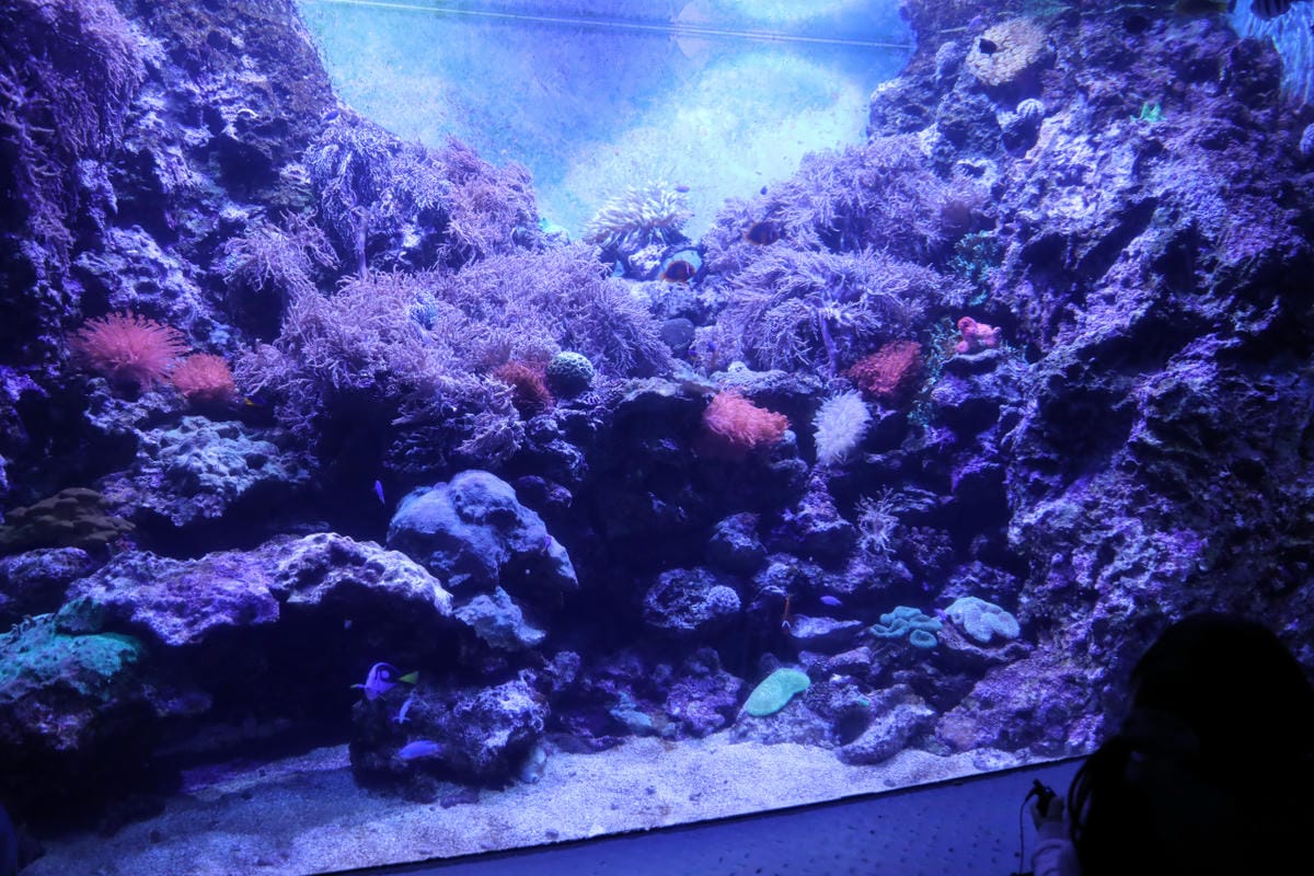 花蓮遠雄海洋公園親親海洋夜未眠 近距離與海豚海獅親近,夜探水族館,與魚共眠超好玩親子行程推薦!