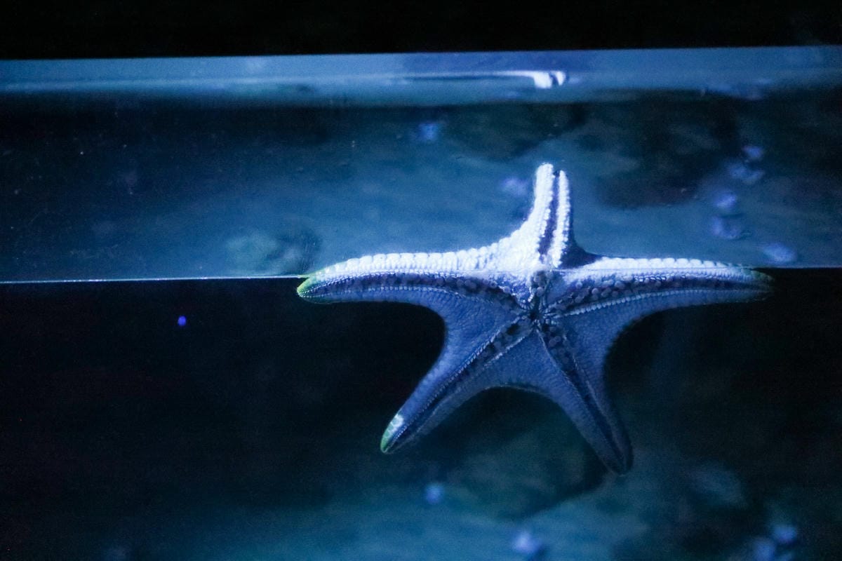 花蓮遠雄海洋公園親親海洋夜未眠 近距離與海豚海獅親近,夜探水族館,與魚共眠超好玩親子行程推薦!