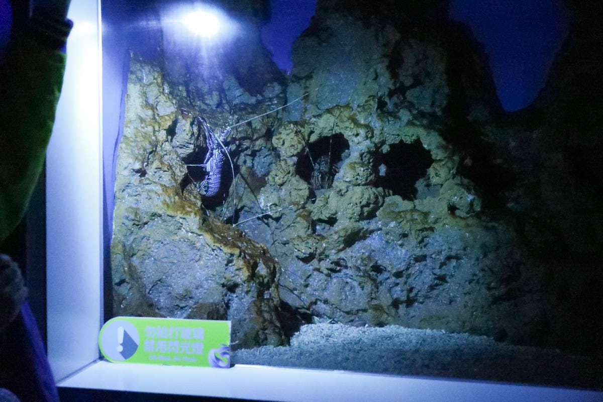 花蓮遠雄海洋公園親親海洋夜未眠 近距離與海豚海獅親近,夜探水族館,與魚共眠超好玩親子行程推薦!