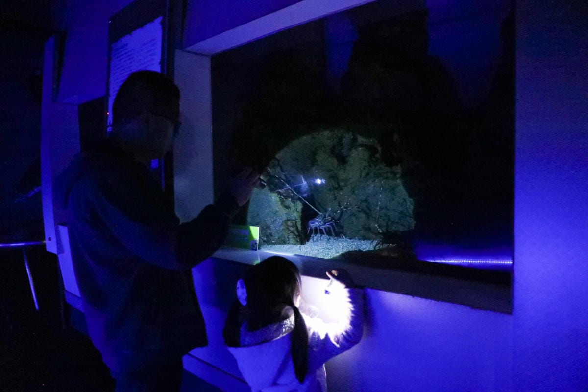 花蓮遠雄海洋公園親親海洋夜未眠 近距離與海豚海獅親近,夜探水族館,與魚共眠超好玩親子行程推薦!