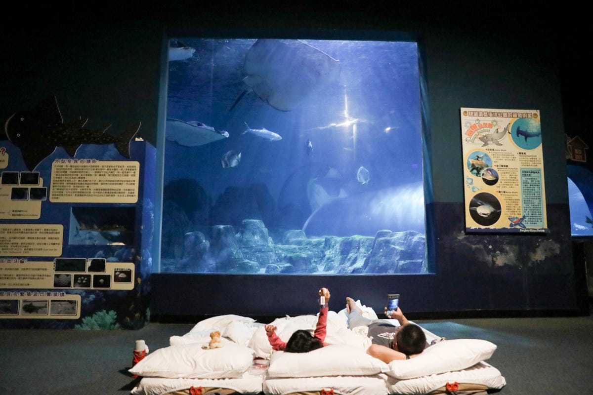 花蓮遠雄海洋公園親親海洋夜未眠 近距離與海豚海獅親近,夜探水族館,與魚共眠超好玩親子行程推薦!
