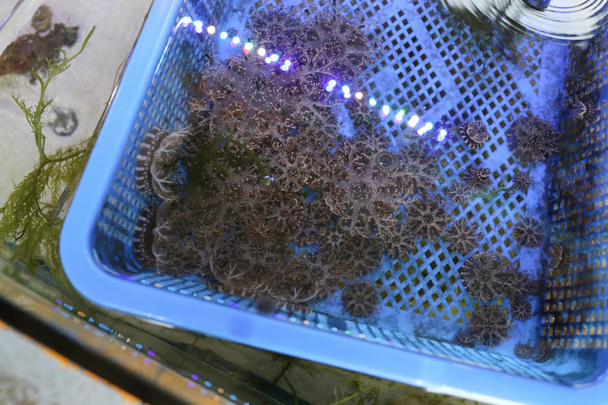 花蓮遠雄海洋公園親親海洋夜未眠 近距離與海豚海獅親近,夜探水族館,與魚共眠超好玩親子行程推薦!