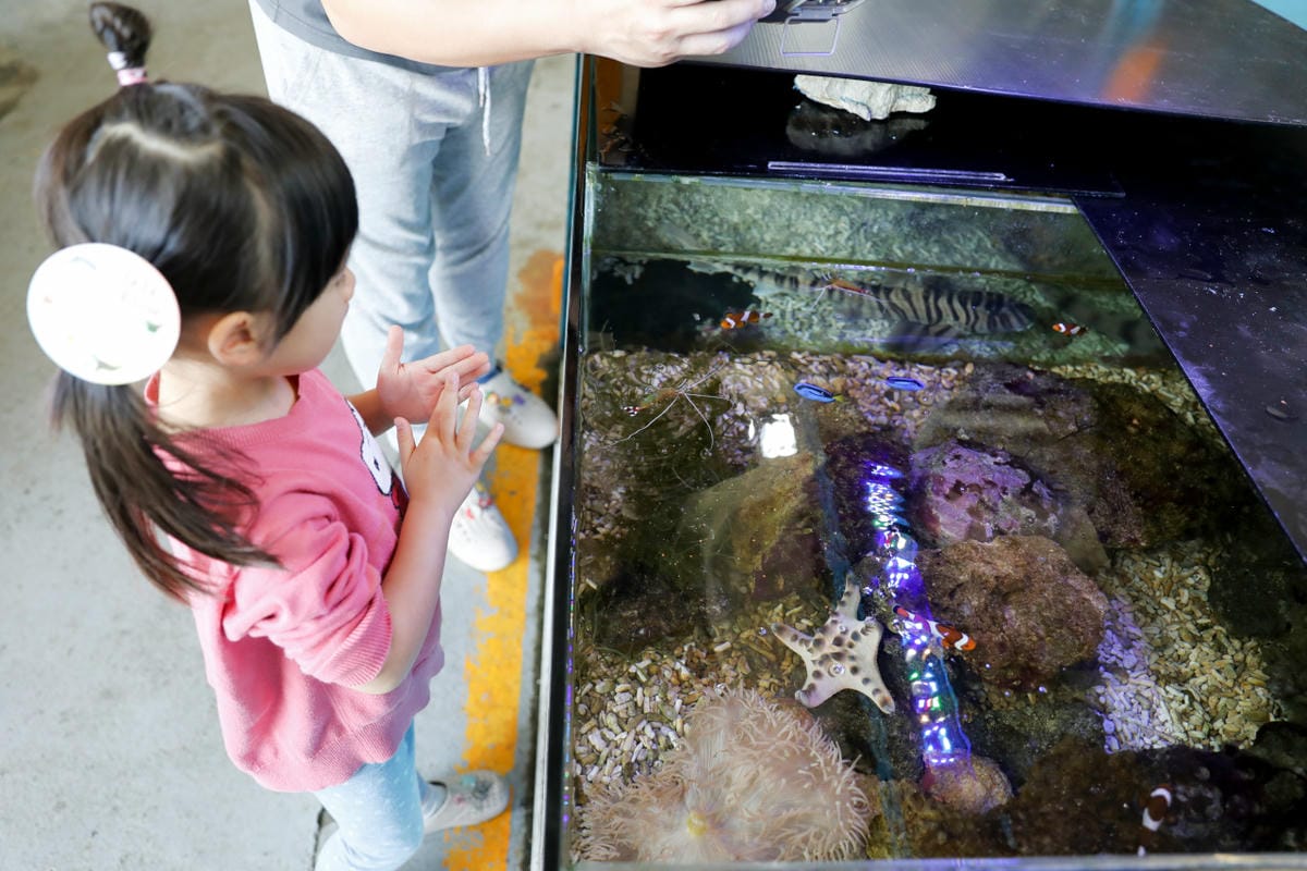 花蓮遠雄海洋公園親親海洋夜未眠 近距離與海豚海獅親近,夜探水族館,與魚共眠超好玩親子行程推薦!