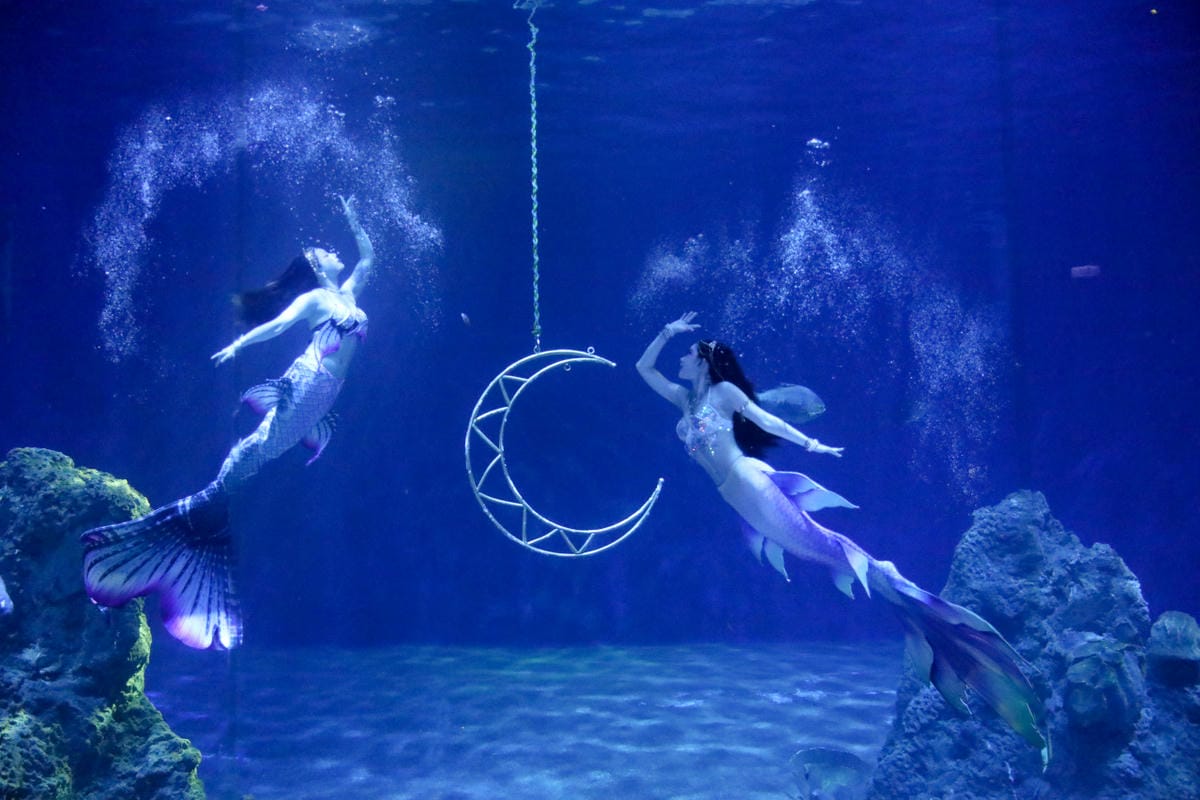 花蓮遠雄海洋公園親親海洋夜未眠 近距離與海豚海獅親近,夜探水族館,與魚共眠超好玩親子行程推薦!