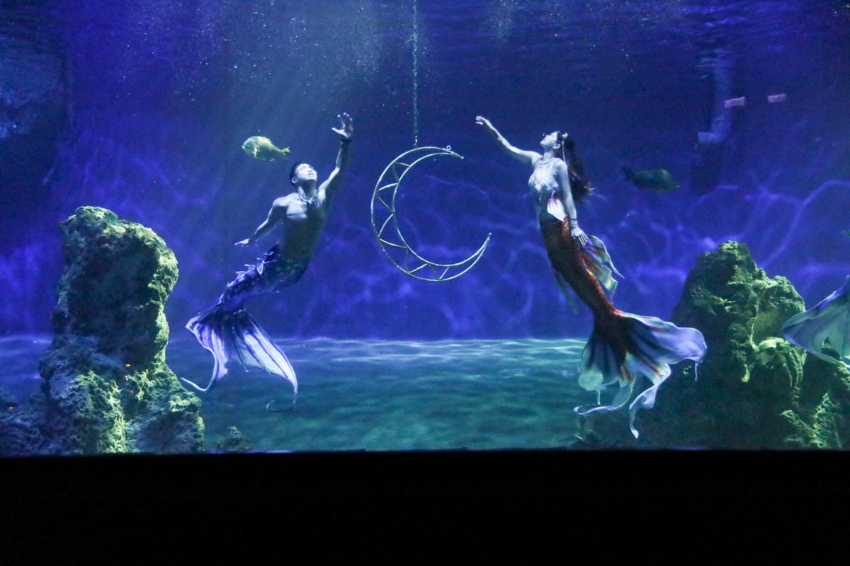 花蓮遠雄海洋公園親親海洋夜未眠 近距離與海豚海獅親近,夜探水族館,與魚共眠超好玩親子行程推薦!