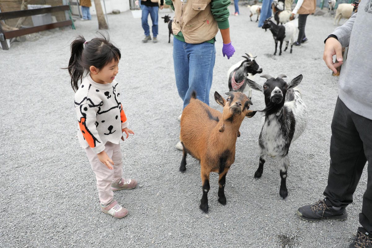 宜蘭親子景點推薦! 回巢 Homing 荒野沙漠農場園區 來礁溪體驗動物餵食互動(宜蘭雨備景點) - 第6張圖 宜蘭親子景點推薦! 回巢 Homing 荒野沙漠農場園區 來礁溪體驗動物餵食互動(宜蘭雨備景點)