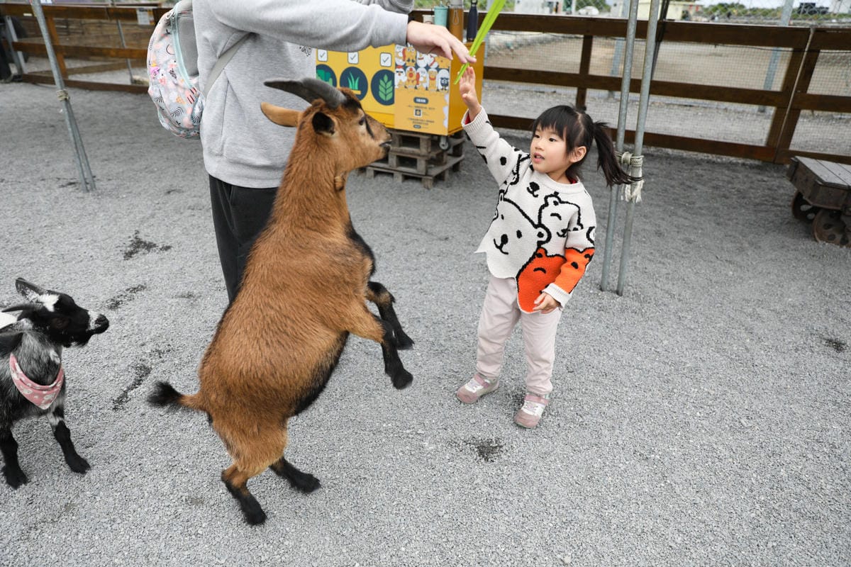 宜蘭親子景點推薦! 回巢 Homing 荒野沙漠農場園區 來礁溪體驗動物餵食互動(宜蘭雨備景點) - 第5張圖 宜蘭親子景點推薦! 回巢 Homing 荒野沙漠農場園區 來礁溪體驗動物餵食互動(宜蘭雨備景點)