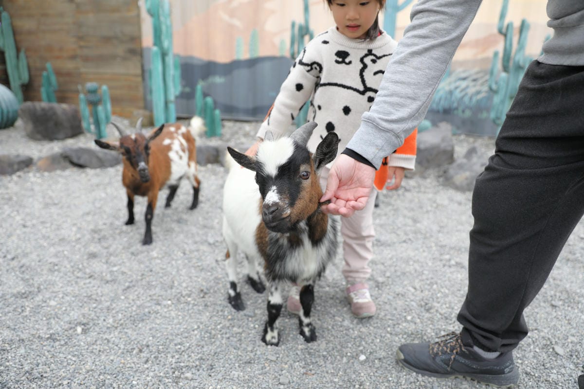 宜蘭親子景點推薦! 回巢 Homing 荒野沙漠農場園區 來礁溪體驗動物餵食互動(宜蘭雨備景點) - 第10張圖 宜蘭親子景點推薦! 回巢 Homing 荒野沙漠農場園區 來礁溪體驗動物餵食互動(宜蘭雨備景點)