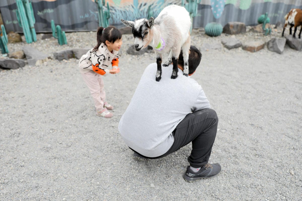 宜蘭親子景點推薦! 回巢 Homing 荒野沙漠農場園區 來礁溪體驗動物餵食互動(宜蘭雨備景點) - 第11張圖 宜蘭親子景點推薦! 回巢 Homing 荒野沙漠農場園區 來礁溪體驗動物餵食互動(宜蘭雨備景點)