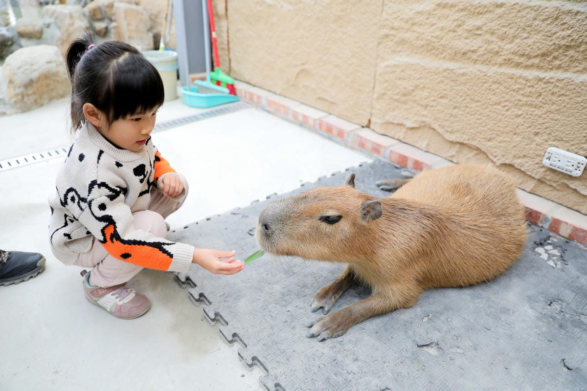 宜蘭親子景點推薦! 回巢 Homing 荒野沙漠農場園區 來礁溪體驗動物餵食互動(宜蘭雨備景點) - 第20張圖 宜蘭親子景點推薦! 回巢 Homing 荒野沙漠農場園區 來礁溪體驗動物餵食互動(宜蘭雨備景點)