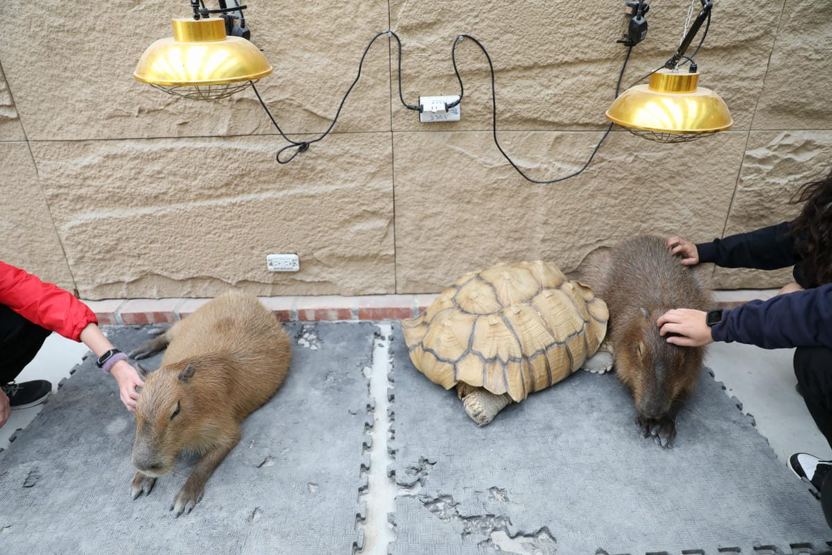 宜蘭親子景點推薦! 回巢 Homing 荒野沙漠農場園區 來礁溪體驗動物餵食互動(宜蘭雨備景點) - 第18張圖 宜蘭親子景點推薦! 回巢 Homing 荒野沙漠農場園區 來礁溪體驗動物餵食互動(宜蘭雨備景點)