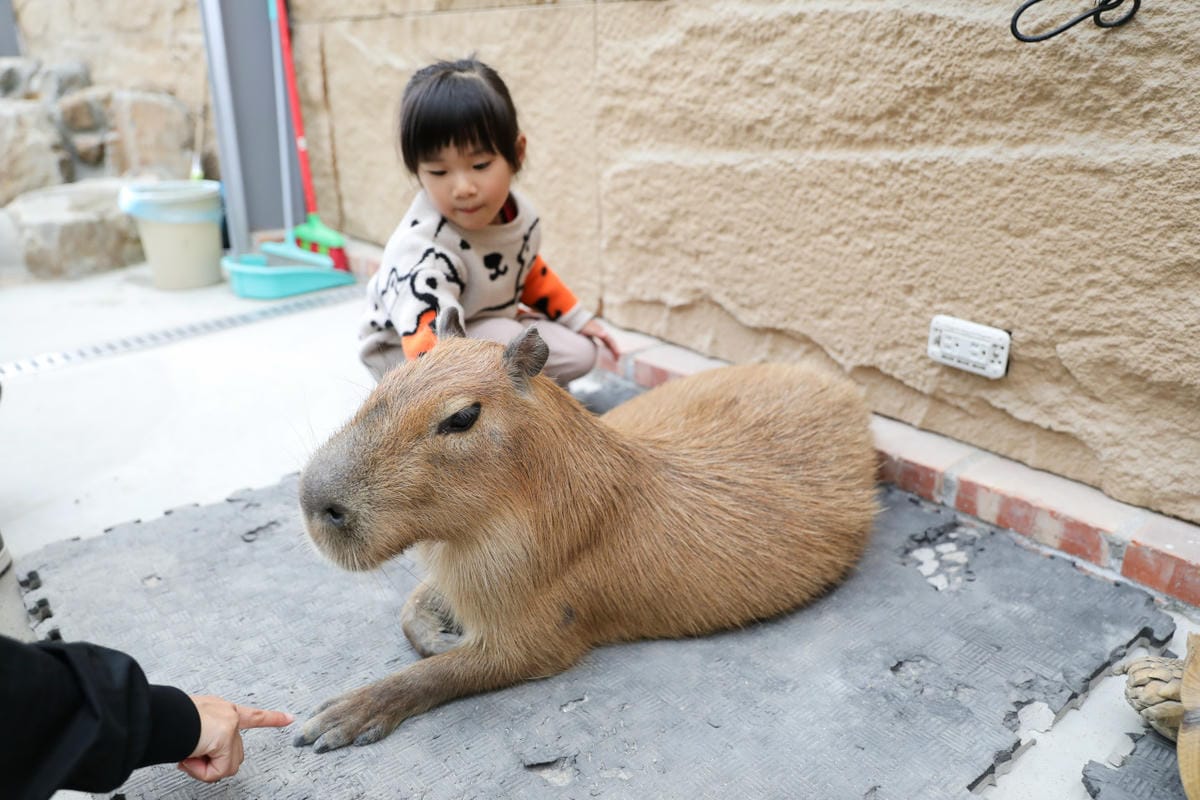 宜蘭親子景點推薦! 回巢 Homing 荒野沙漠農場園區 來礁溪體驗動物餵食互動(宜蘭雨備景點) - 第19張圖 宜蘭親子景點推薦! 回巢 Homing 荒野沙漠農場園區 來礁溪體驗動物餵食互動(宜蘭雨備景點)