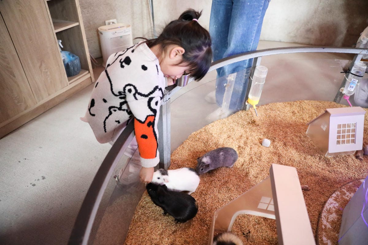 宜蘭親子景點推薦! 回巢 Homing 荒野沙漠農場園區 來礁溪體驗動物餵食互動(宜蘭雨備景點) - 第14張圖 宜蘭親子景點推薦! 回巢 Homing 荒野沙漠農場園區 來礁溪體驗動物餵食互動(宜蘭雨備景點)