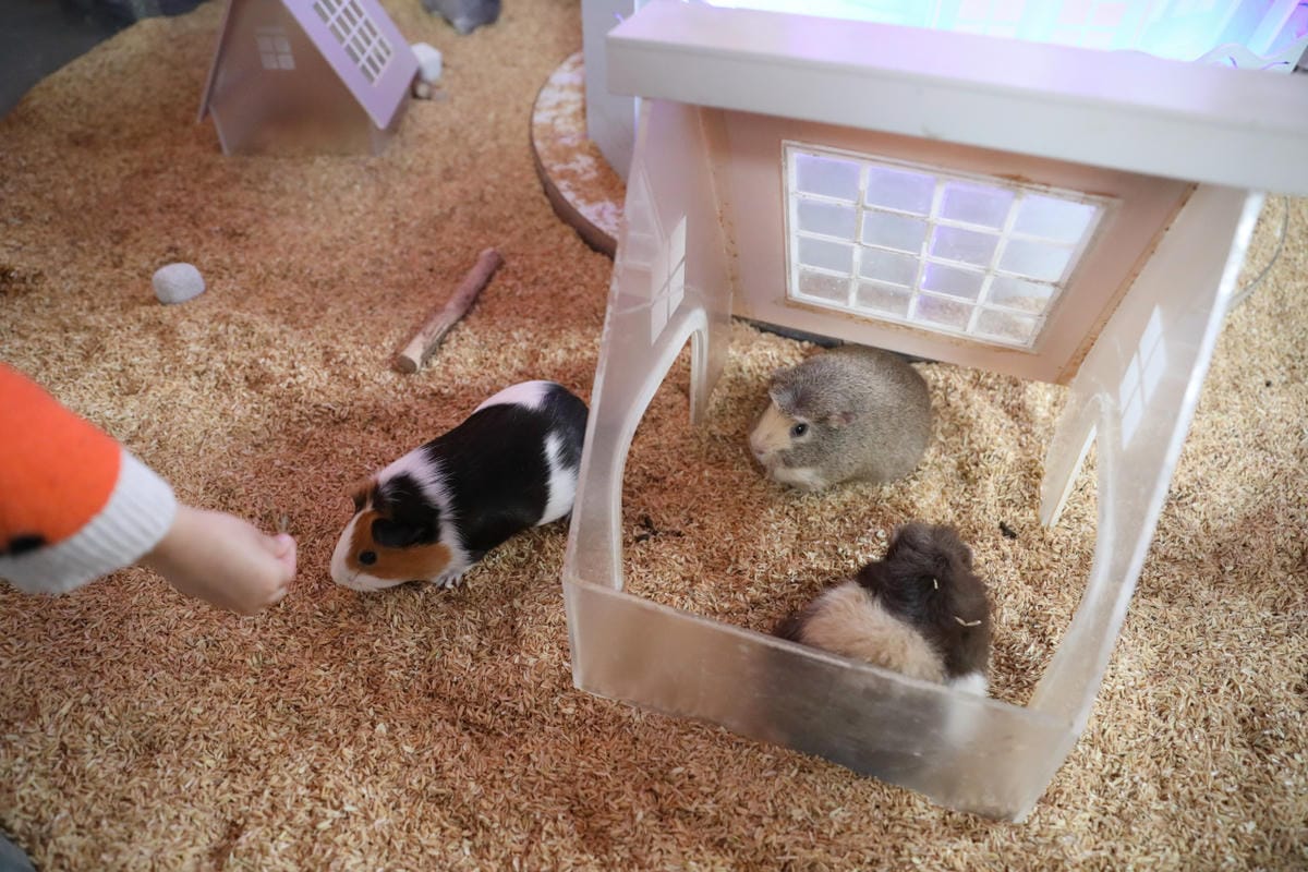 宜蘭親子景點推薦! 回巢 Homing 荒野沙漠農場園區 來礁溪體驗動物餵食互動(宜蘭雨備景點) - 第15張圖 宜蘭親子景點推薦! 回巢 Homing 荒野沙漠農場園區 來礁溪體驗動物餵食互動(宜蘭雨備景點)