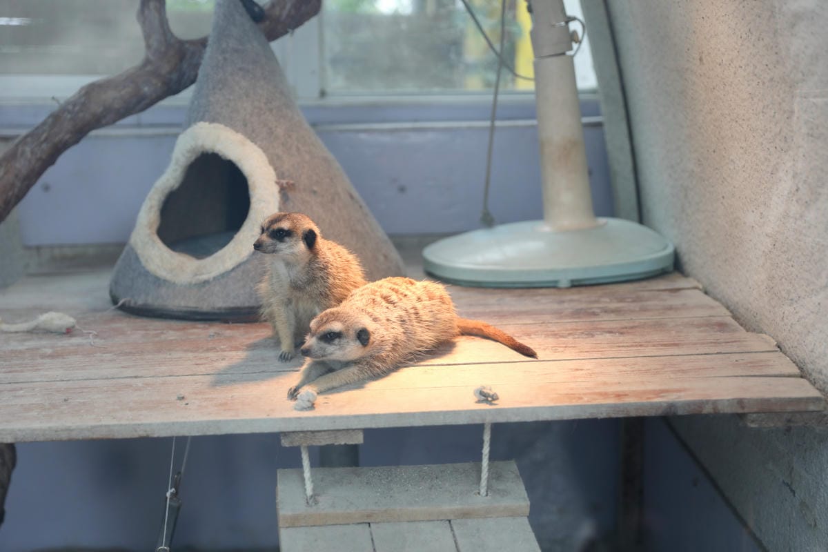 宜蘭親子景點推薦! 回巢 Homing 荒野沙漠農場園區 來礁溪體驗動物餵食互動(宜蘭雨備景點) - 第22張圖 宜蘭親子景點推薦! 回巢 Homing 荒野沙漠農場園區 來礁溪體驗動物餵食互動(宜蘭雨備景點)