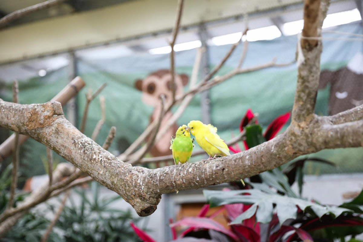 宜蘭親子景點推薦! 回巢 Homing 荒野沙漠農場園區 來礁溪體驗動物餵食互動(宜蘭雨備景點) - 第25張圖 宜蘭親子景點推薦! 回巢 Homing 荒野沙漠農場園區 來礁溪體驗動物餵食互動(宜蘭雨備景點)