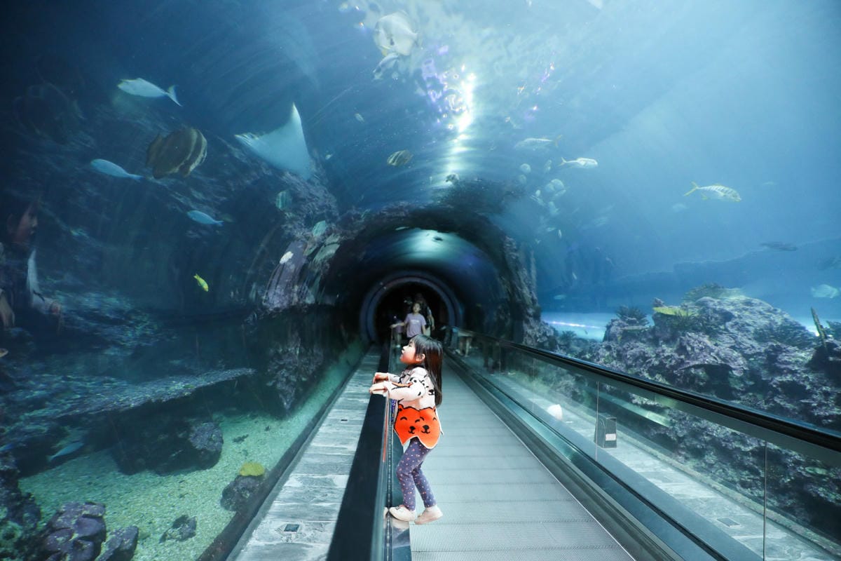 屏東親子旅遊推薦! 夜宿海生館 與魚兒共眠 住宿屏東海生館,後場飼育體驗+夜間探索+潮間帶生態觀察 - 第6張圖 屏東親子旅遊推薦! 夜宿海生館 與魚兒共眠 住宿屏東海生館,後場飼育體驗+夜間探索+潮間帶生態觀察