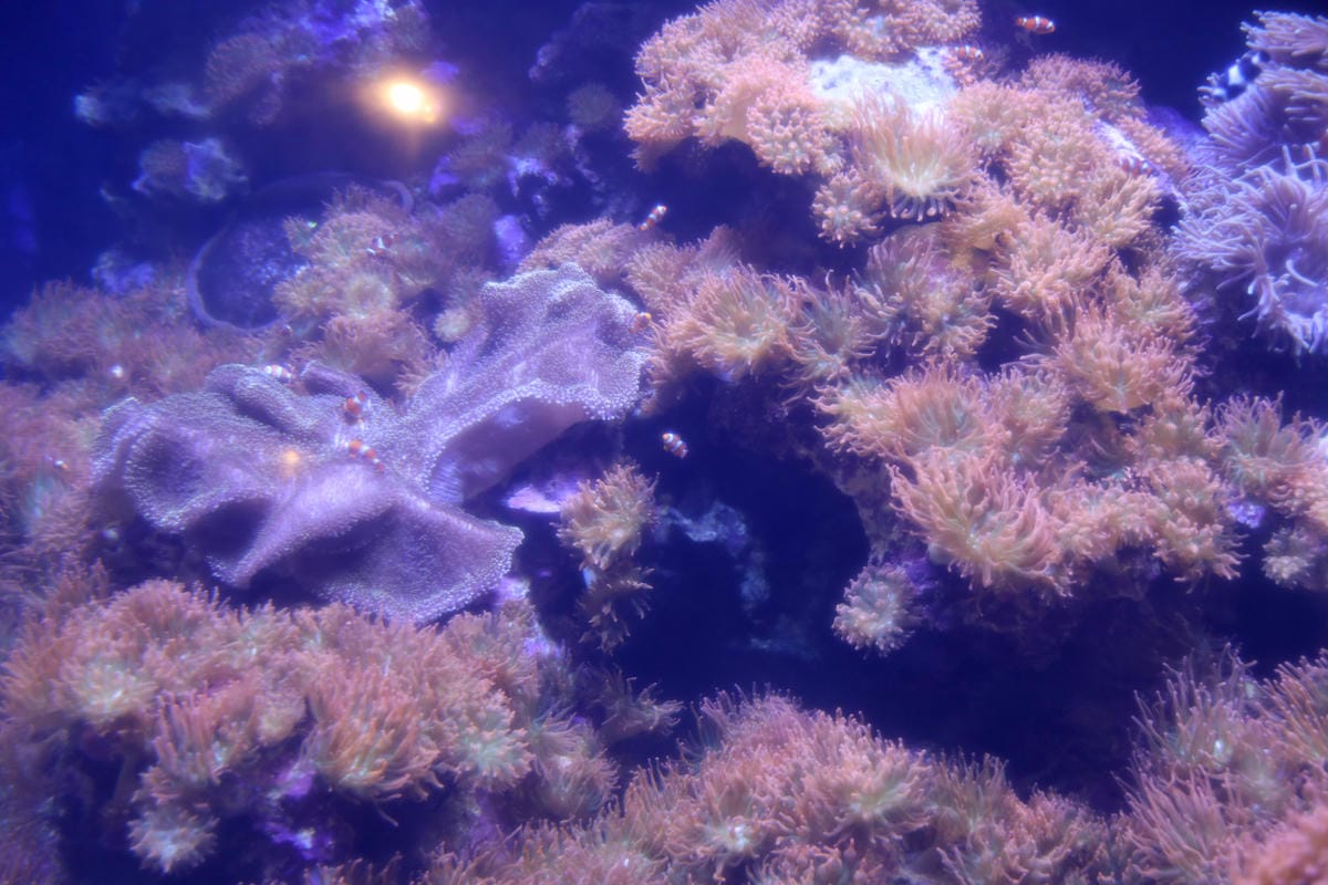 屏東親子旅遊推薦! 夜宿海生館 與魚兒共眠 住宿屏東海生館,後場飼育體驗+夜間探索+潮間帶生態觀察 - 第9張圖 屏東親子旅遊推薦! 夜宿海生館 與魚兒共眠 住宿屏東海生館,後場飼育體驗+夜間探索+潮間帶生態觀察