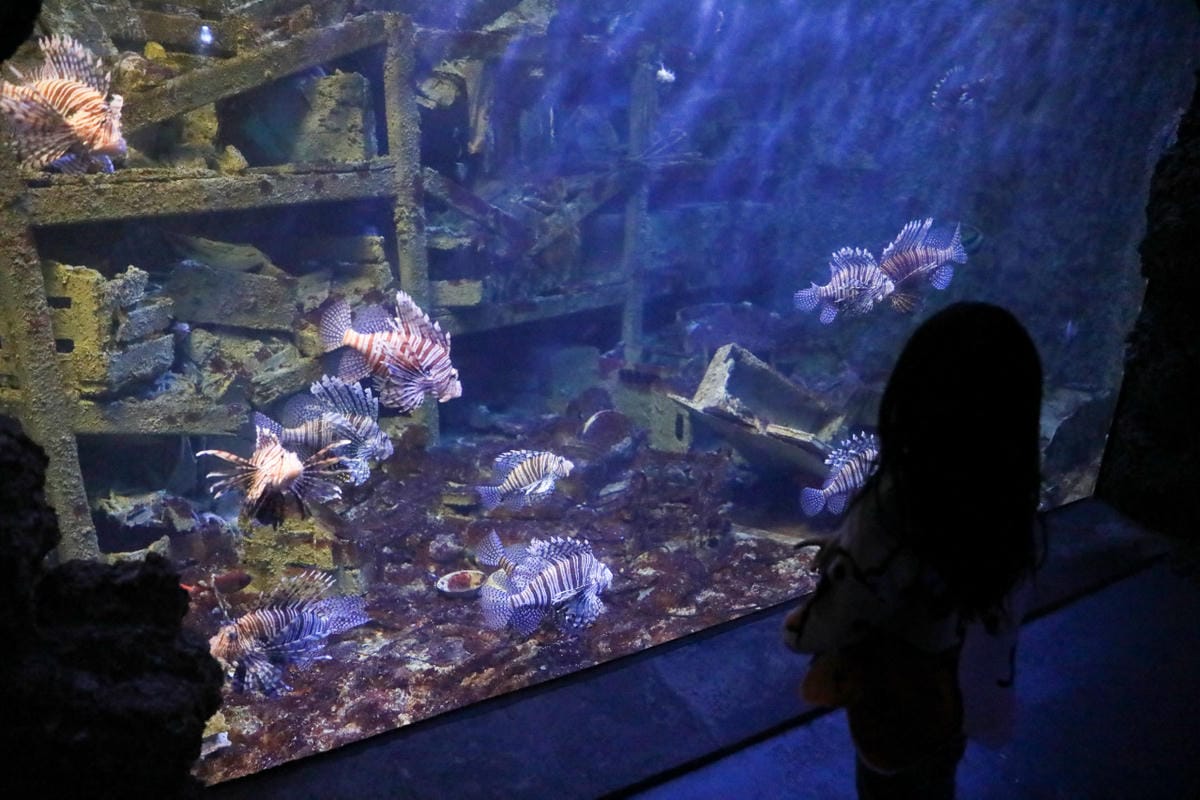 屏東親子旅遊推薦! 夜宿海生館 與魚兒共眠 住宿屏東海生館,後場飼育體驗+夜間探索+潮間帶生態觀察 - 第8張圖 屏東親子旅遊推薦! 夜宿海生館 與魚兒共眠 住宿屏東海生館,後場飼育體驗+夜間探索+潮間帶生態觀察