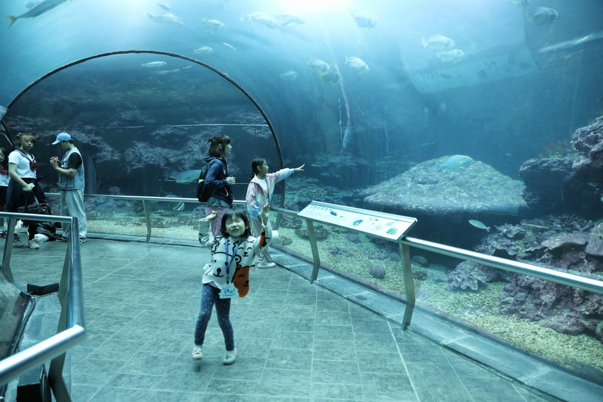 屏東親子旅遊推薦! 夜宿海生館 與魚兒共眠 住宿屏東海生館,後場飼育體驗+夜間探索+潮間帶生態觀察 - 第7張圖 屏東親子旅遊推薦! 夜宿海生館 與魚兒共眠 住宿屏東海生館,後場飼育體驗+夜間探索+潮間帶生態觀察