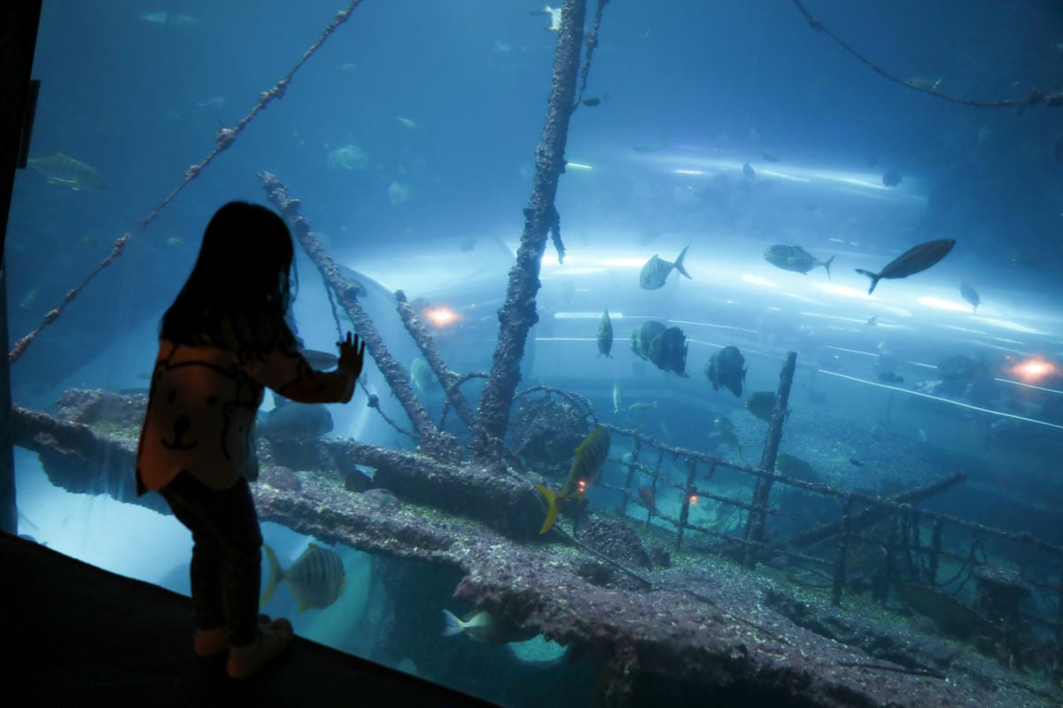 屏東親子旅遊推薦! 夜宿海生館 與魚兒共眠 住宿屏東海生館,後場飼育體驗+夜間探索+潮間帶生態觀察 - 第10張圖 屏東親子旅遊推薦! 夜宿海生館 與魚兒共眠 住宿屏東海生館,後場飼育體驗+夜間探索+潮間帶生態觀察