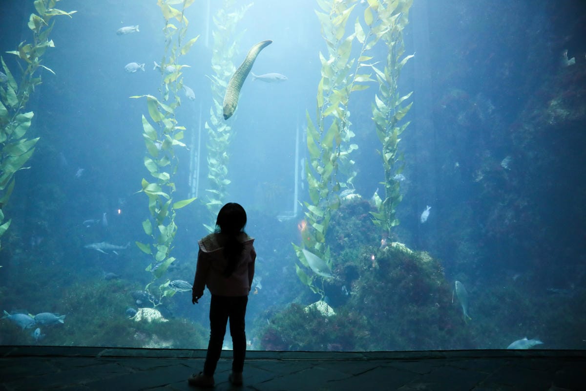 屏東親子旅遊推薦! 夜宿海生館 與魚兒共眠 住宿屏東海生館,後場飼育體驗+夜間探索+潮間帶生態觀察 - 第16張圖 屏東親子旅遊推薦! 夜宿海生館 與魚兒共眠 住宿屏東海生館,後場飼育體驗+夜間探索+潮間帶生態觀察