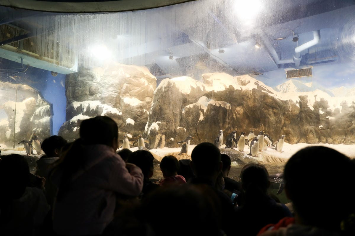 屏東親子旅遊推薦! 夜宿海生館 與魚兒共眠 住宿屏東海生館,後場飼育體驗+夜間探索+潮間帶生態觀察 - 第17張圖 屏東親子旅遊推薦! 夜宿海生館 與魚兒共眠 住宿屏東海生館,後場飼育體驗+夜間探索+潮間帶生態觀察