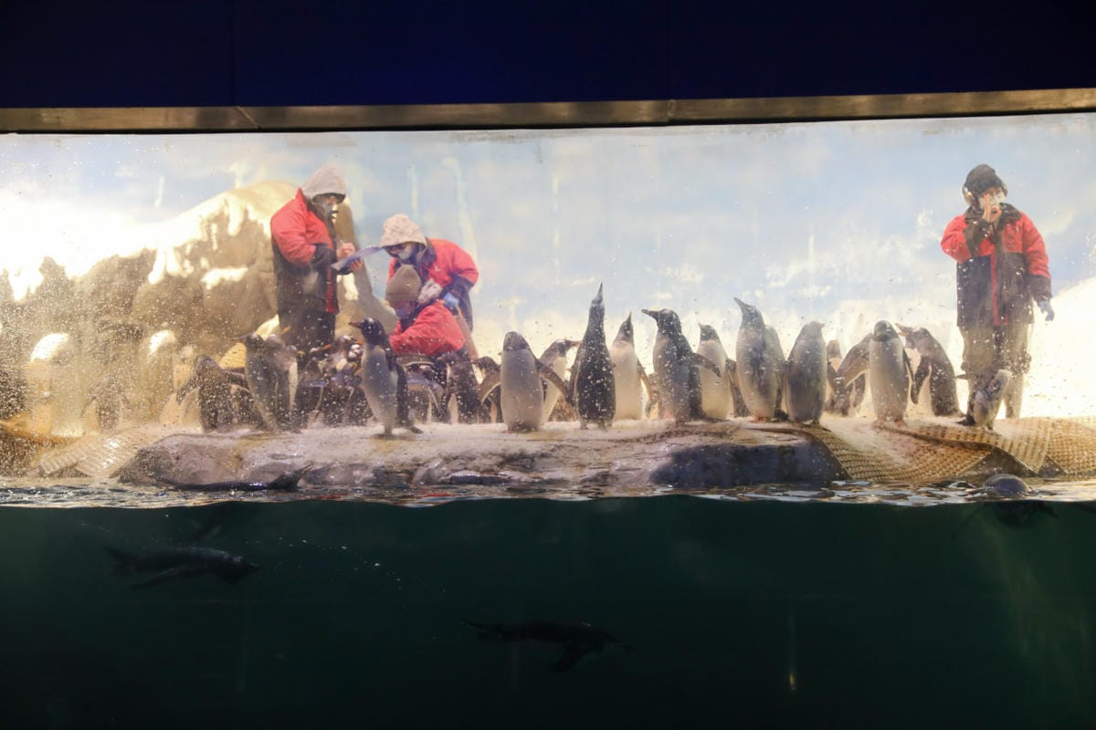 屏東親子旅遊推薦! 夜宿海生館 與魚兒共眠 住宿屏東海生館,後場飼育體驗+夜間探索+潮間帶生態觀察 - 第18張圖 屏東親子旅遊推薦! 夜宿海生館 與魚兒共眠 住宿屏東海生館,後場飼育體驗+夜間探索+潮間帶生態觀察